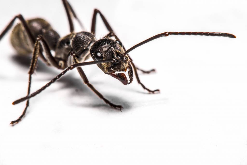 Ant Control Surrey BC - Surrey's Best Ant Exterminators