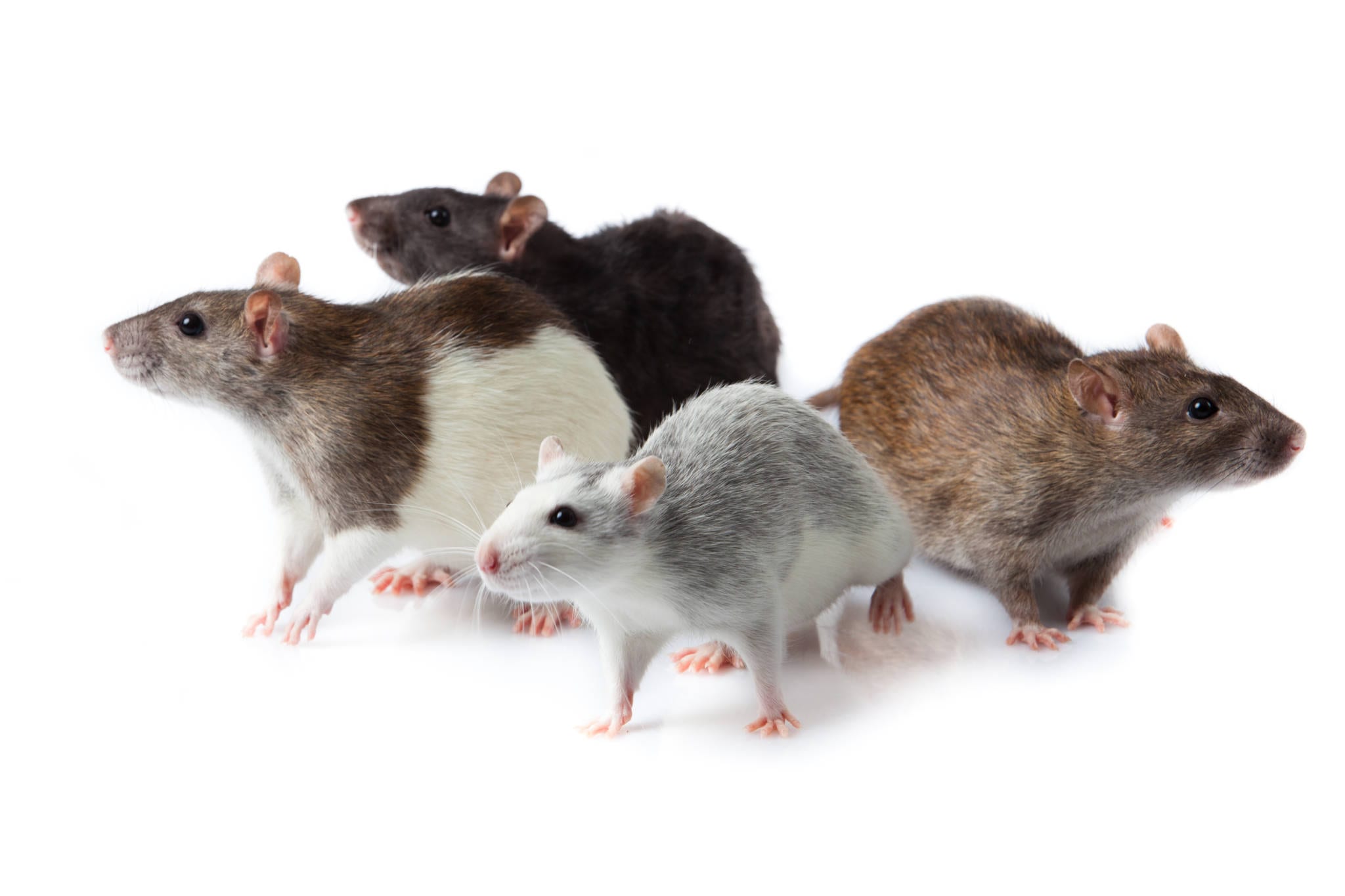 Best Rat Control Services | Total Pest Control Services 