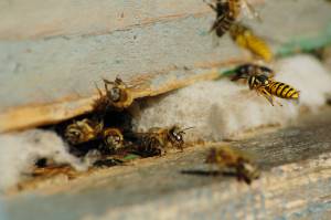 Wasps_Hornets