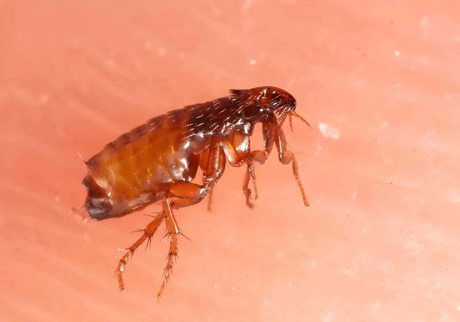 Fleas Control