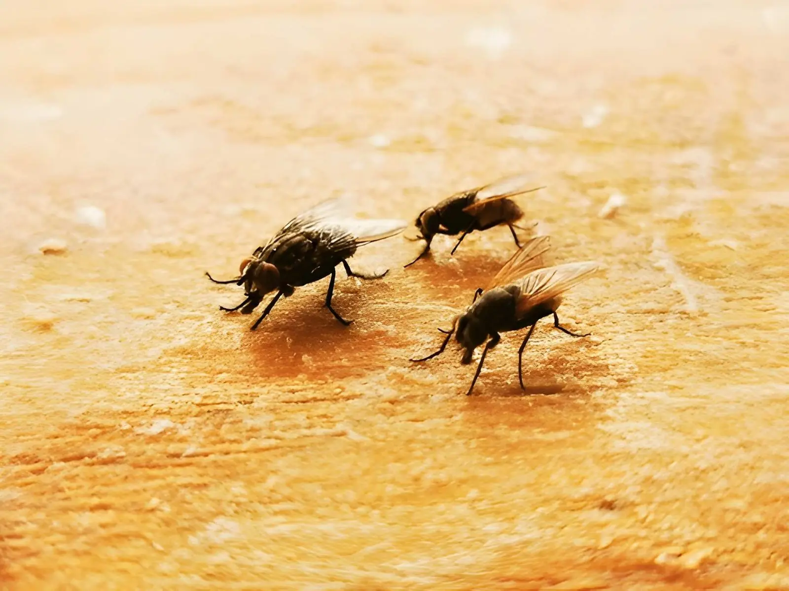 Insects Control