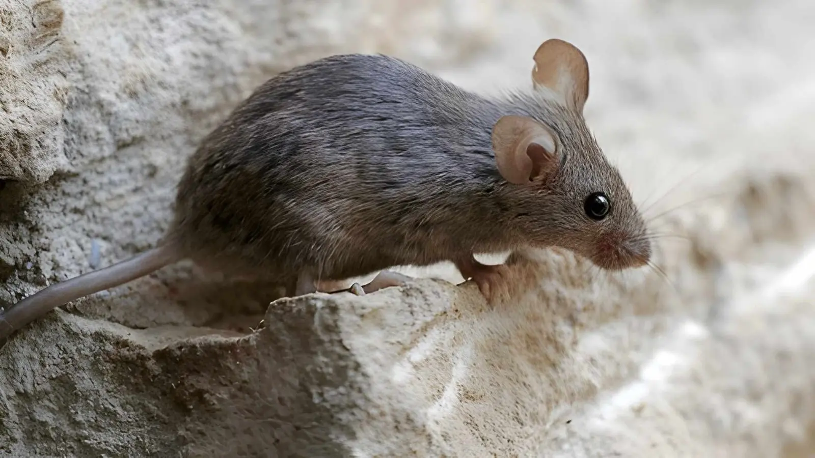 Mice Control