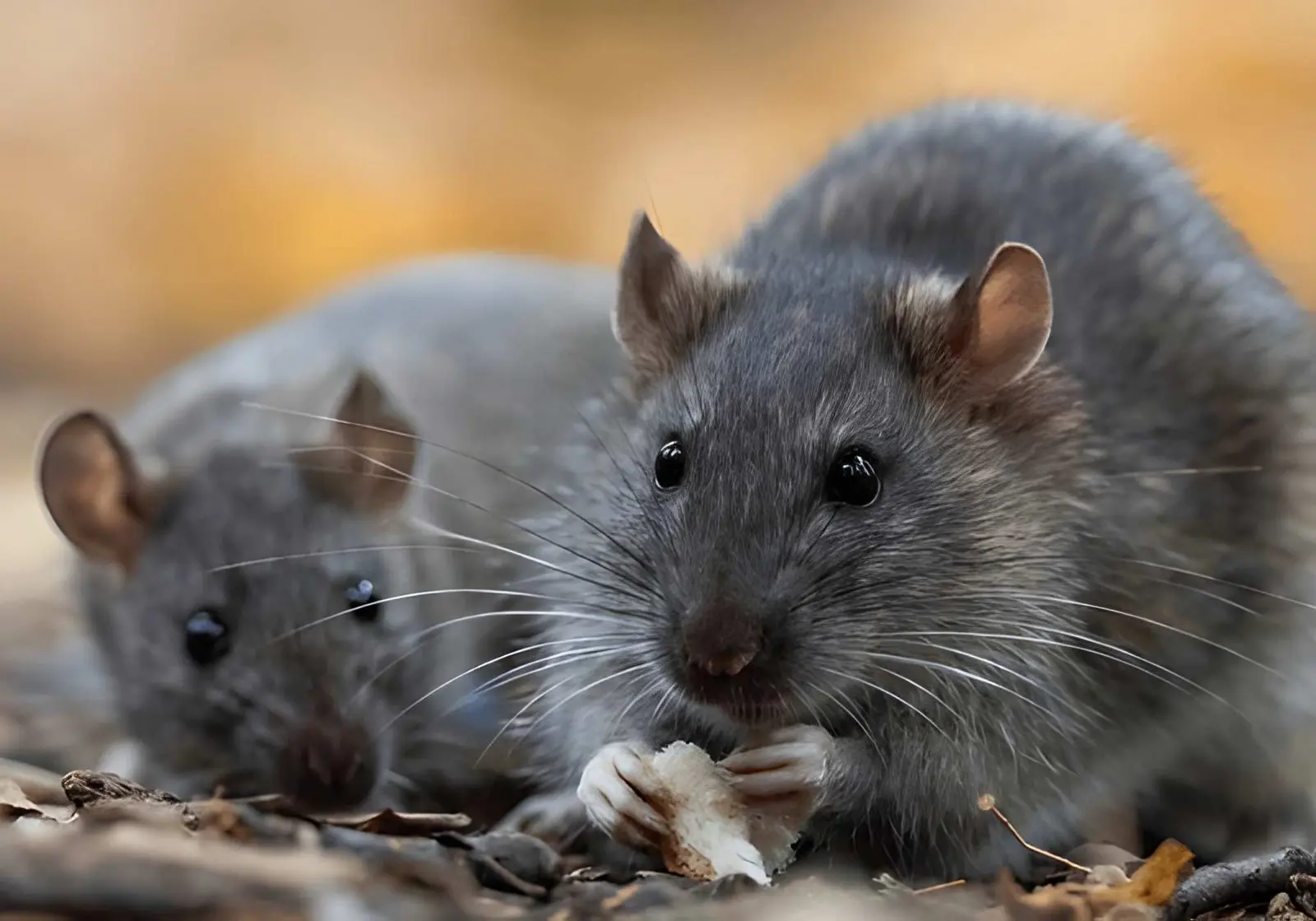 Rat Control