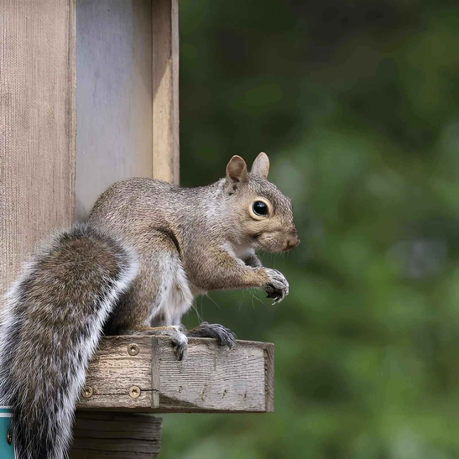 Squirrel Control