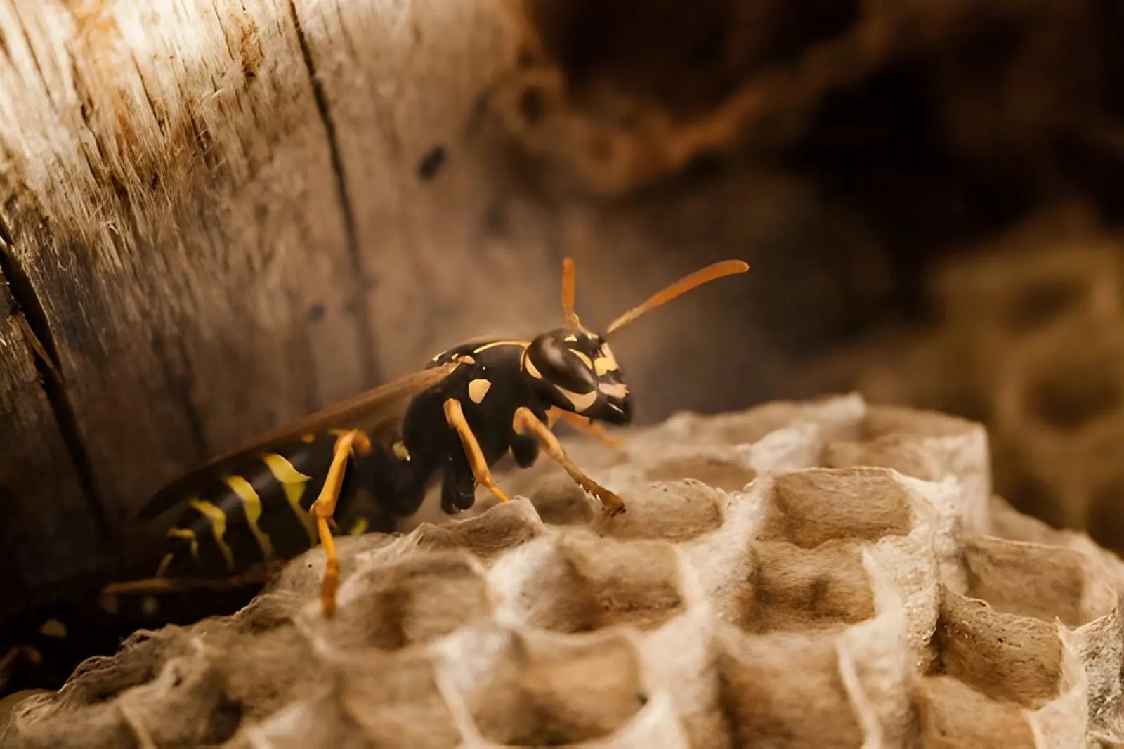 Wasps Control