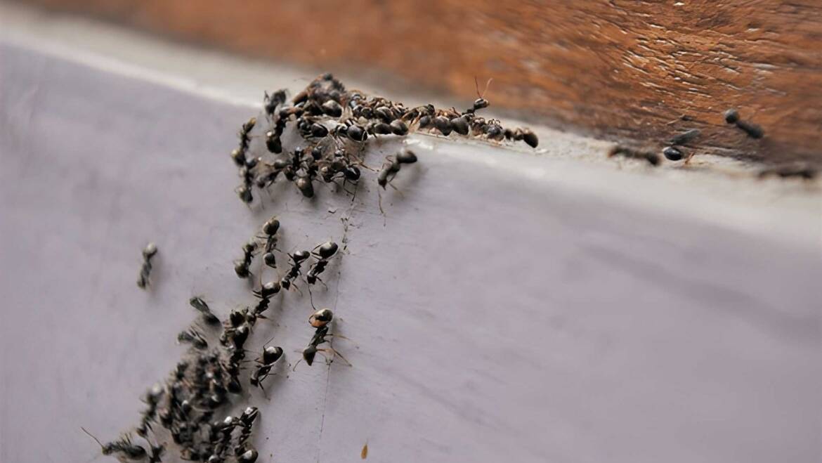 What Attracts Ants Into Homes During Summer