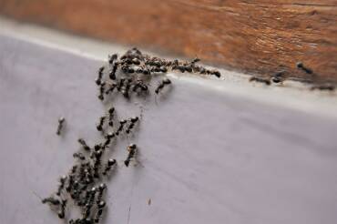 What Attracts Ants Into Homes During Summer