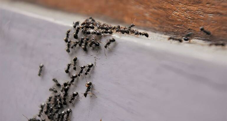 What Attracts Ants Into Homes During Summer