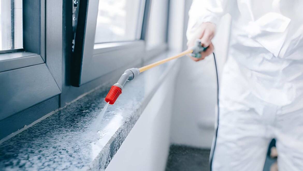 Why DIY Pest Control Often Fails Long Term