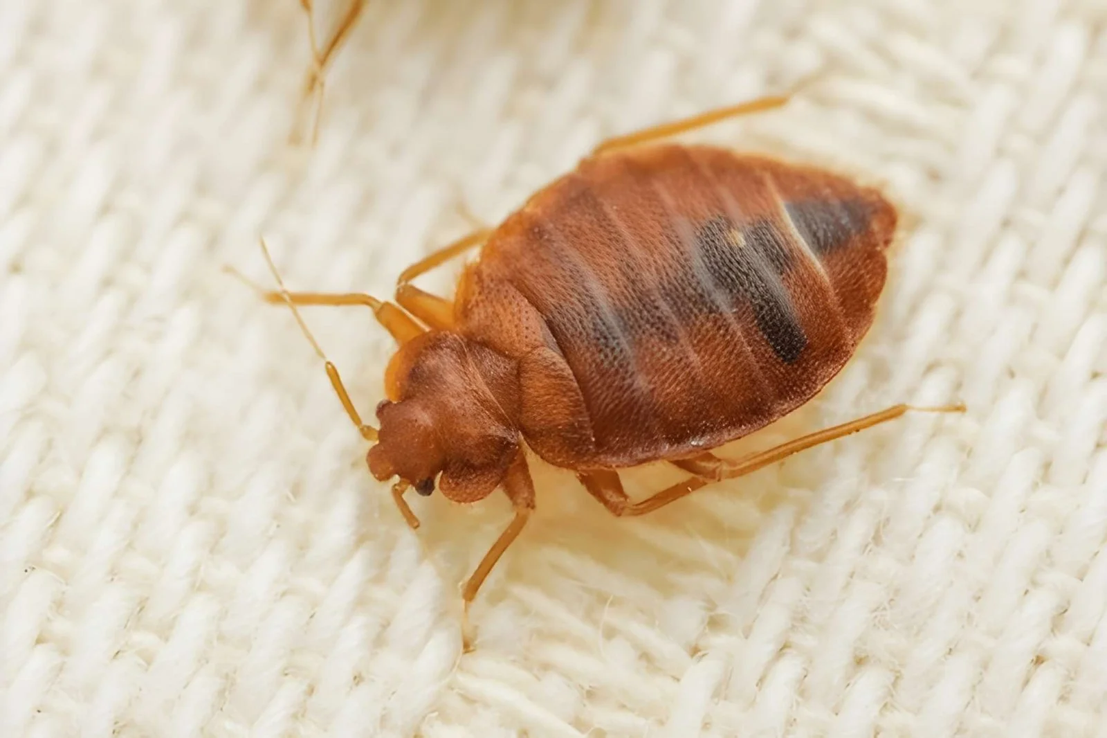 bed bugs control